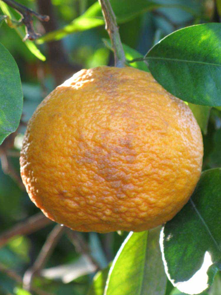            Fruit (Riverside, CA)   